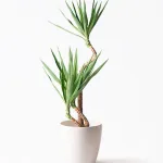 観葉植物 ユッカ 8号 曲り ラスターポット 付き