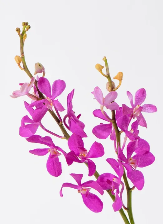 親しい仲間で囲む送別会の手土産にもおすすめ