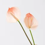 親しい仲間で囲む送別会の手土産にもおすすめ