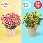 人気の鉢植えコラボ「いちごホイップ&ソルシーカーのセット」