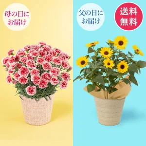 イイハナ・ドットコム 人気の鉢植えコラボ「いちごホイップ＆ソルシーカーのセット」