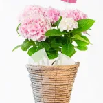 【母の日】あじさい 鉢植えのお花 コットンキャンディ ブラウンバスケット