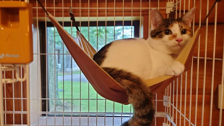 愛猫と泊まれる宿泊プラン