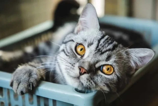 猫好きなあの人にプレゼントを贈ろう！猫ちゃんも飼い主も喜ぶアイテム22選