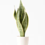 観葉植物 サンスベリア 4号 トラノオ ラスターポット 付き