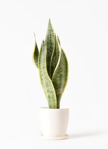 HitoHana／ひとはな 観葉植物 サンスベリア 4号 トラノオ ラスターポット 付き