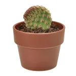カプセルを開けたら、すぐに始められる！