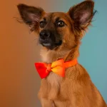 犬用ボウタイ